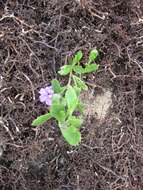 Imagem de Scaevola striata R. Br.