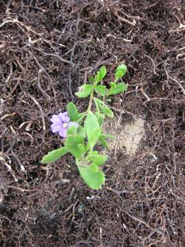 Imagem de Scaevola striata R. Br.