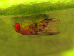 Image of Leucophenga varia (Walker 1849)