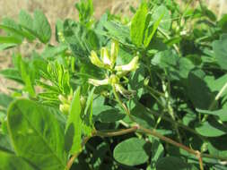 Image of licorice milkvetch