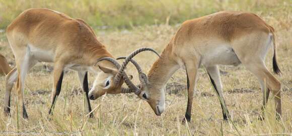 Image of Lechwe -- Southern Lechwe