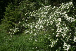 Image of Common Hawthorn