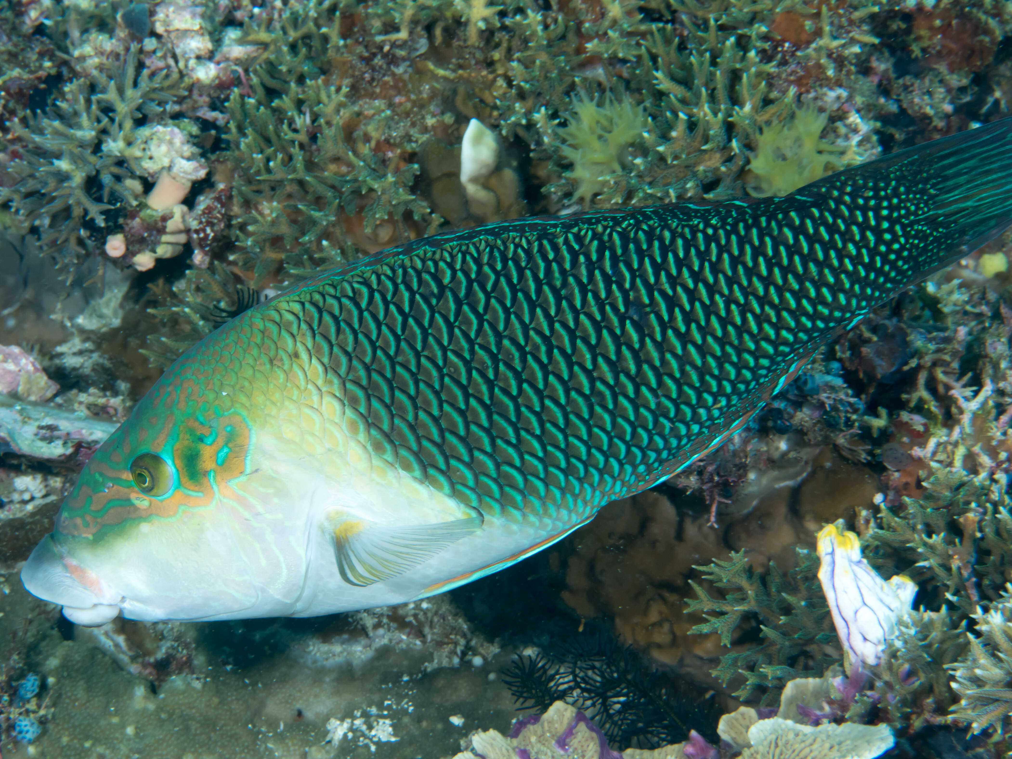 Image of Blackedge thicklip wrasse