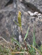 Image of Somerset hair grass