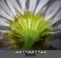 Image of eastern daisy fleabane