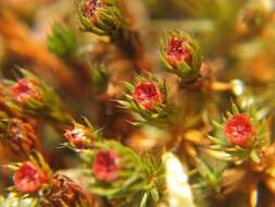 Image of Polytrichum moss