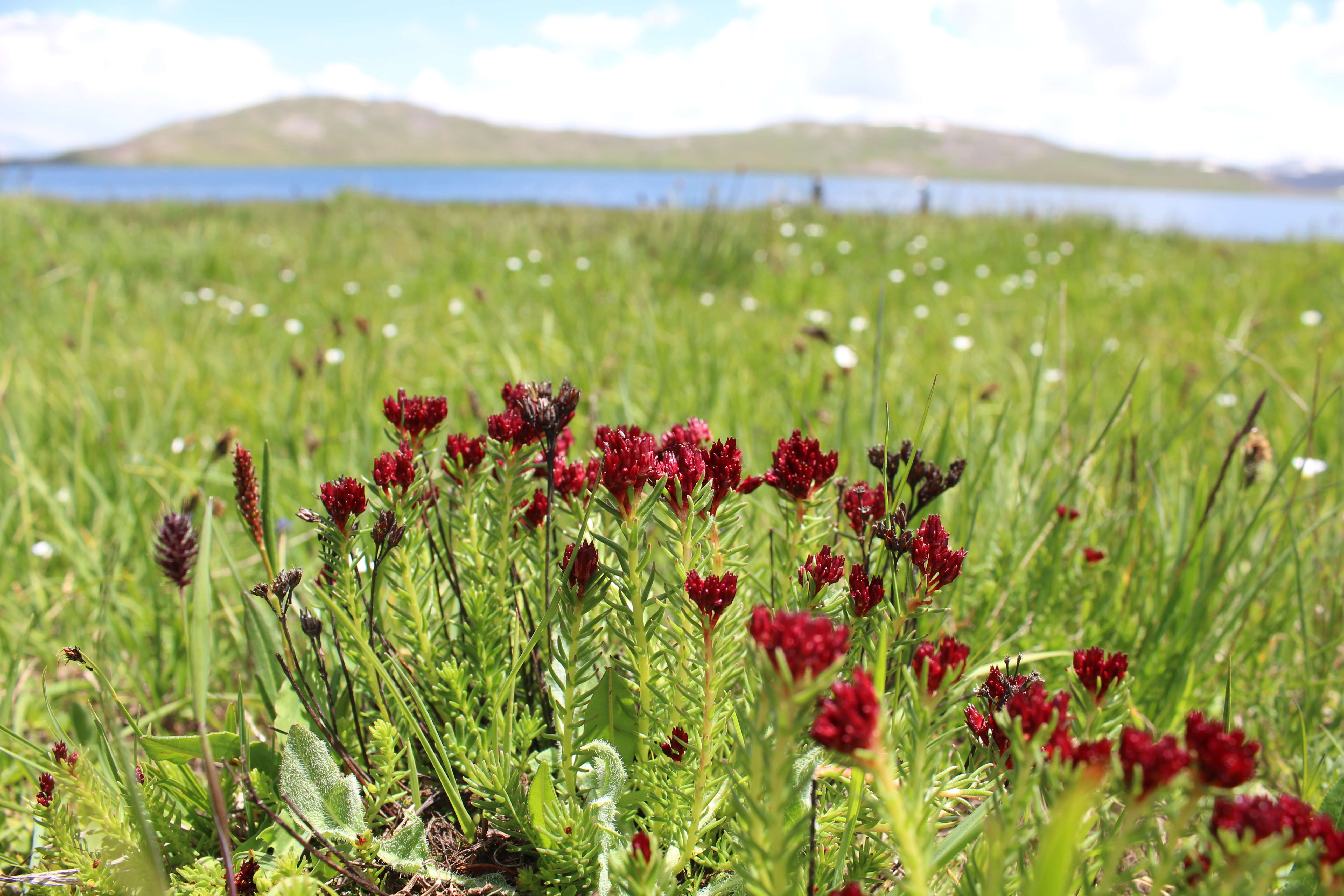 Image of stonecrop