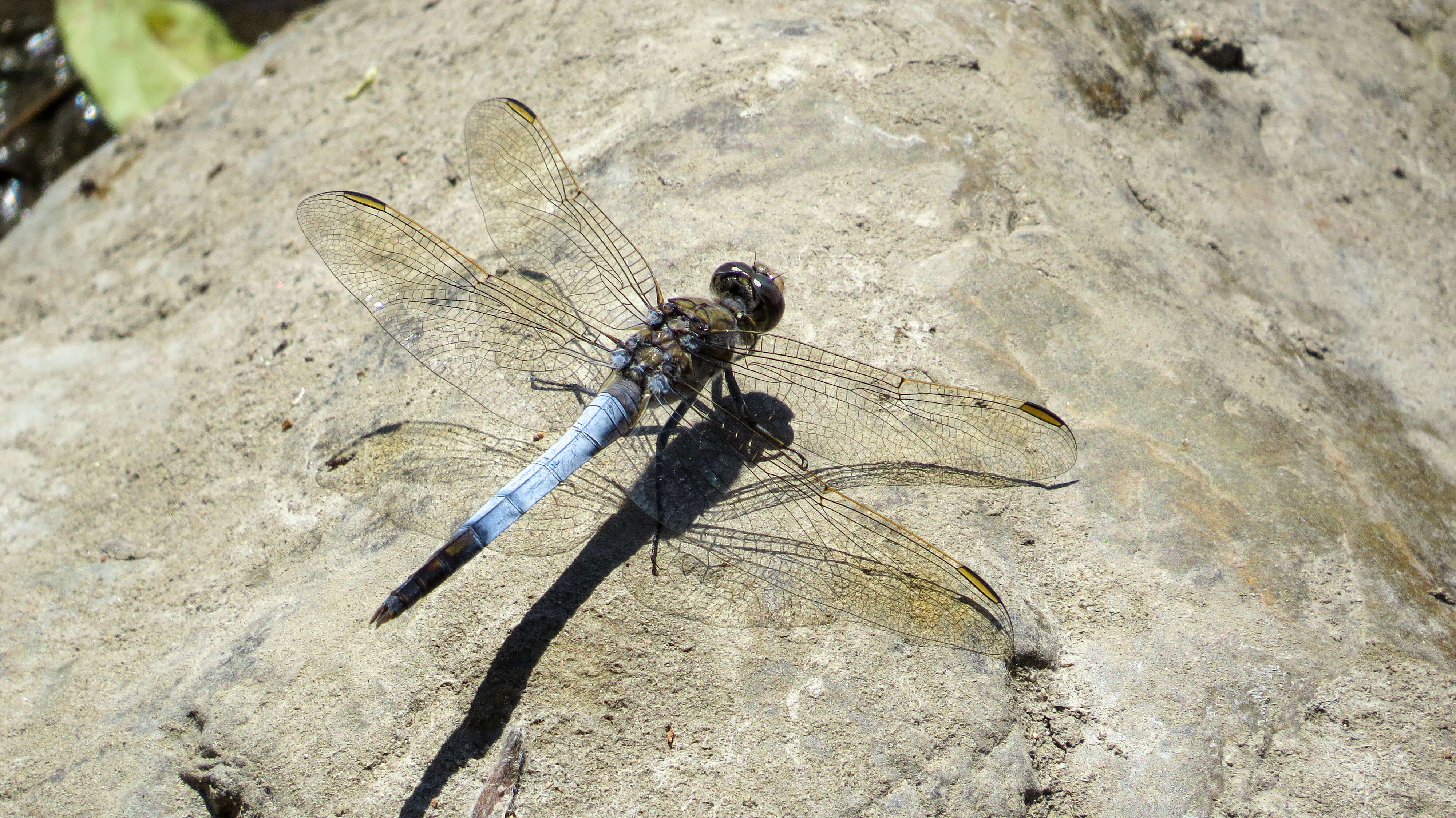 Image of Orthetrum caledonicum (Brauer 1865)