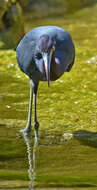 Image of Little Blue Heron