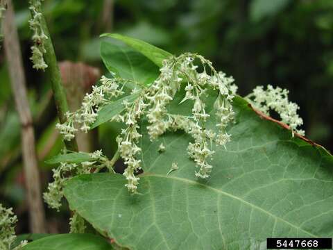 Plancia ëd Reynoutria sachalinensis (Friedrich Schmidt Petrop.) Nakai