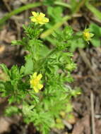 Image of Bushy Cinquefoil