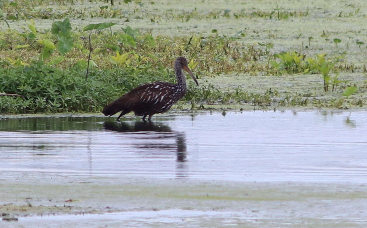 Image of limpkins