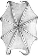 Image of Opisthoteuthis agassizii Verrill 1883