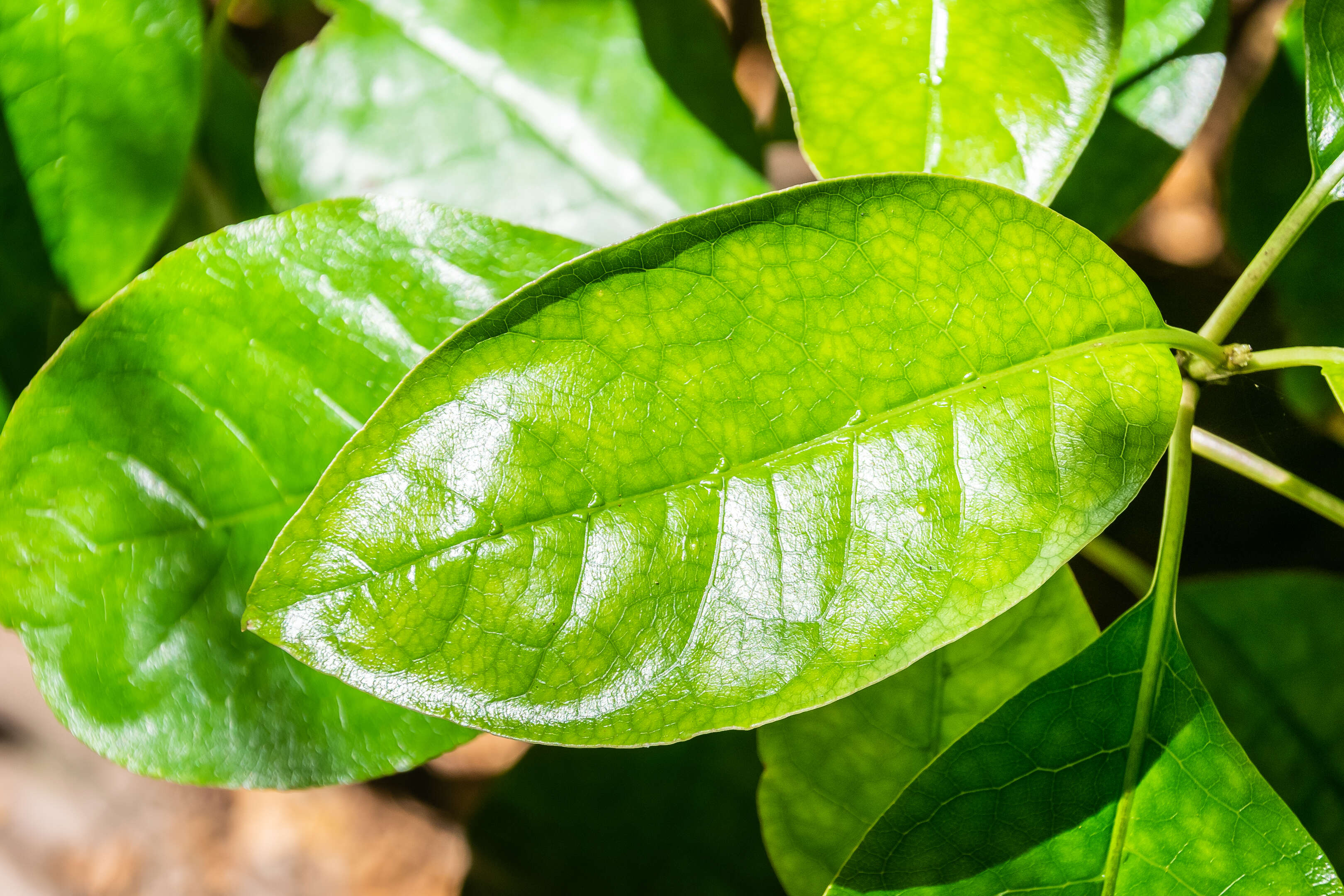 Image of Coprosma lucida J. R. Forst. & G. Forst.