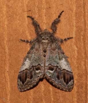 Image of Yellow-based Tussock Moth