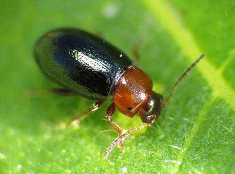 Image of Gastrophysa (Gastrophysa) polygoni (Linnaeus 1758)