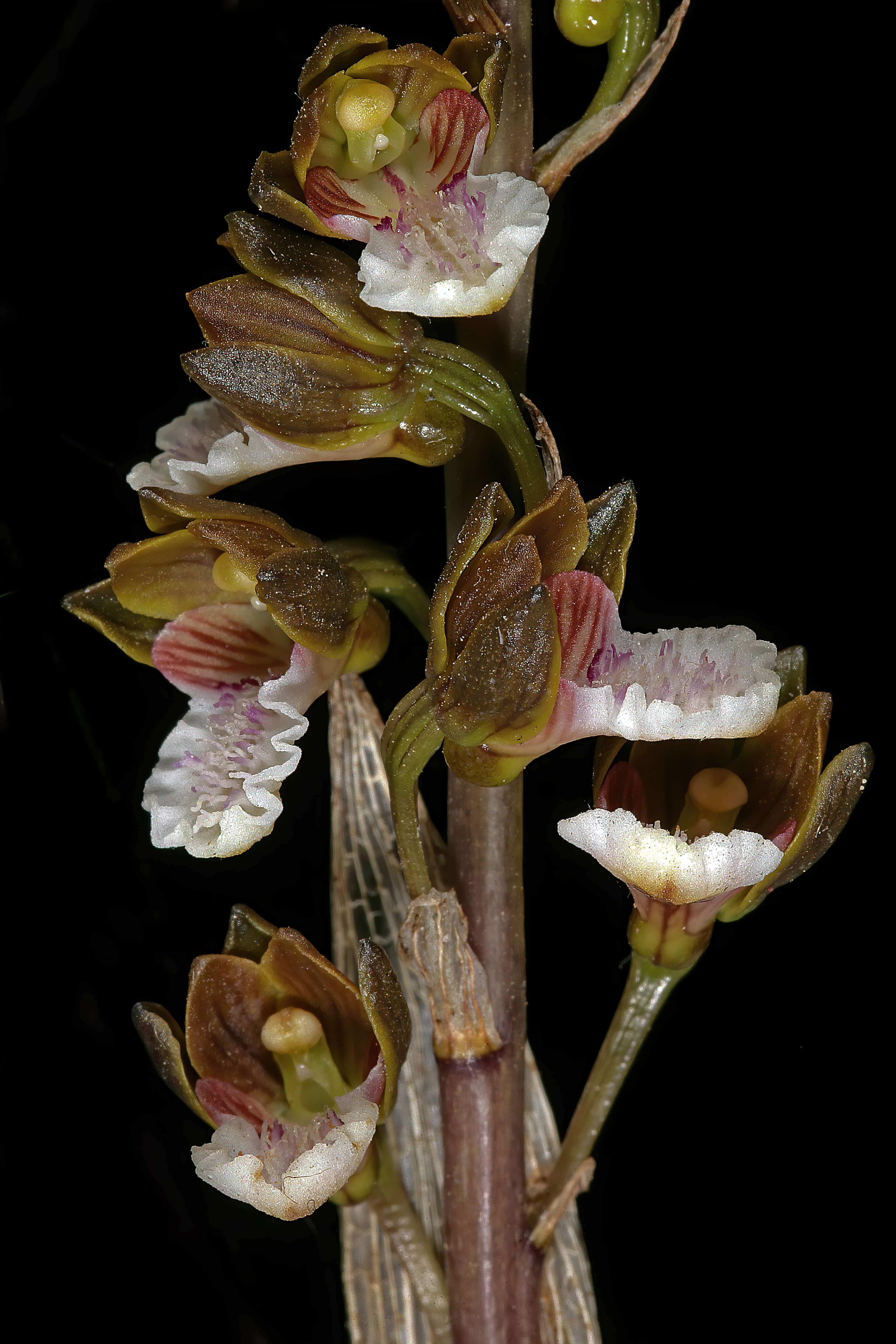 Image of Acrolophia