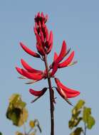 Слика од Erythrina herbacea L.