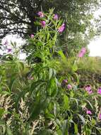 Слика од Epilobium hirsutum L.