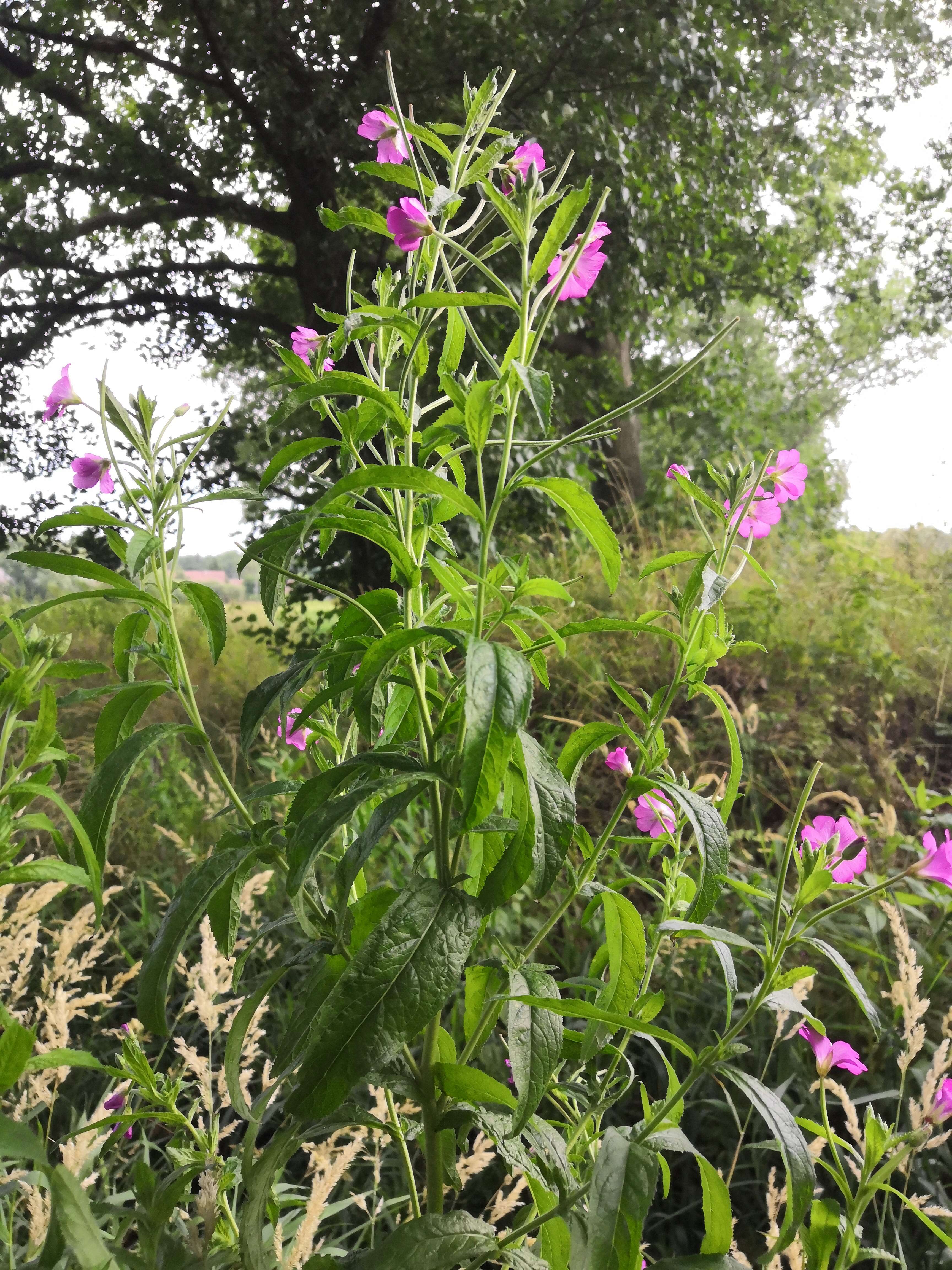 Слика од Epilobium hirsutum L.