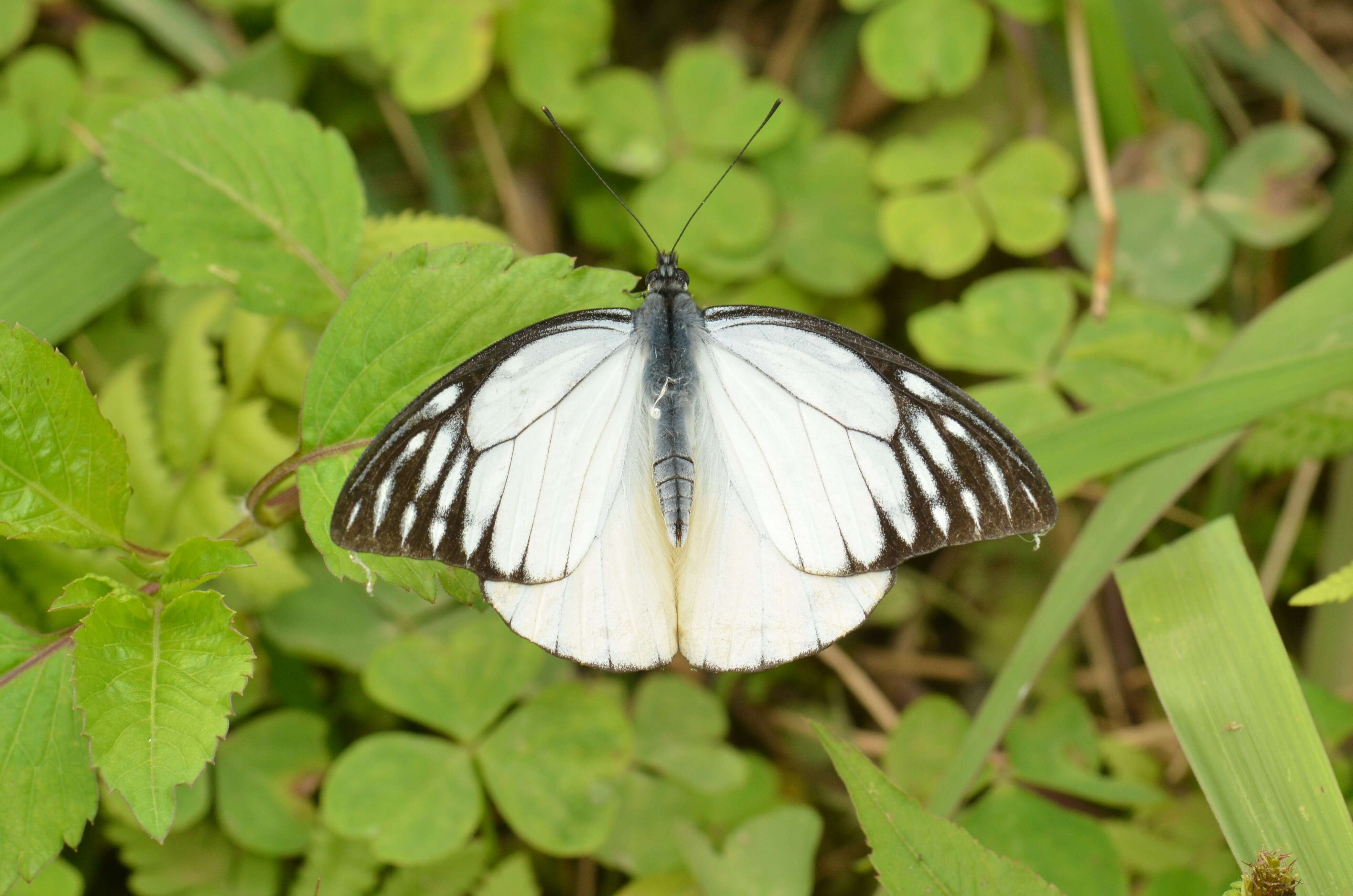 Image of Prioneris thestylis (Doubleday 1842)