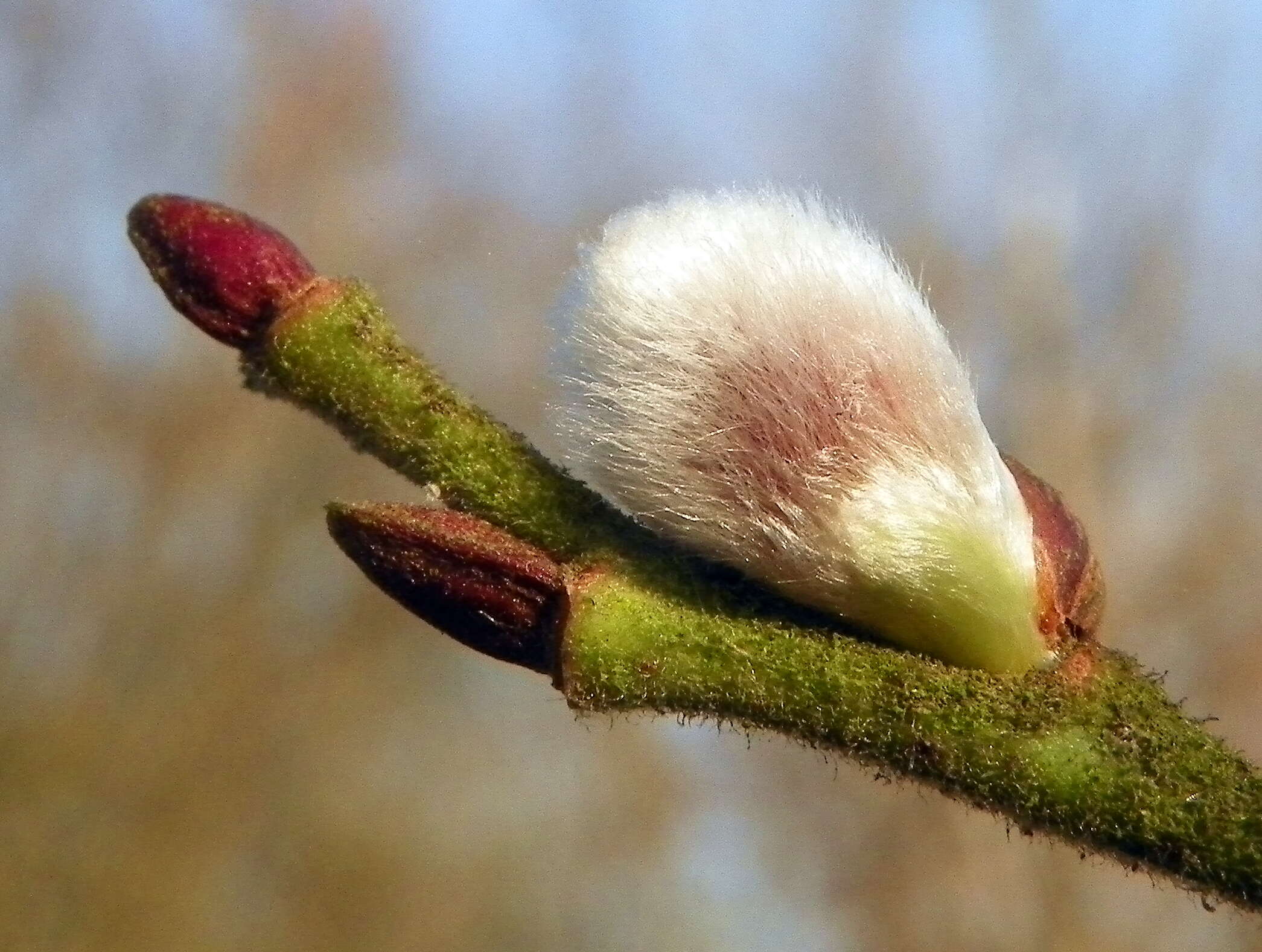 Image of Salix