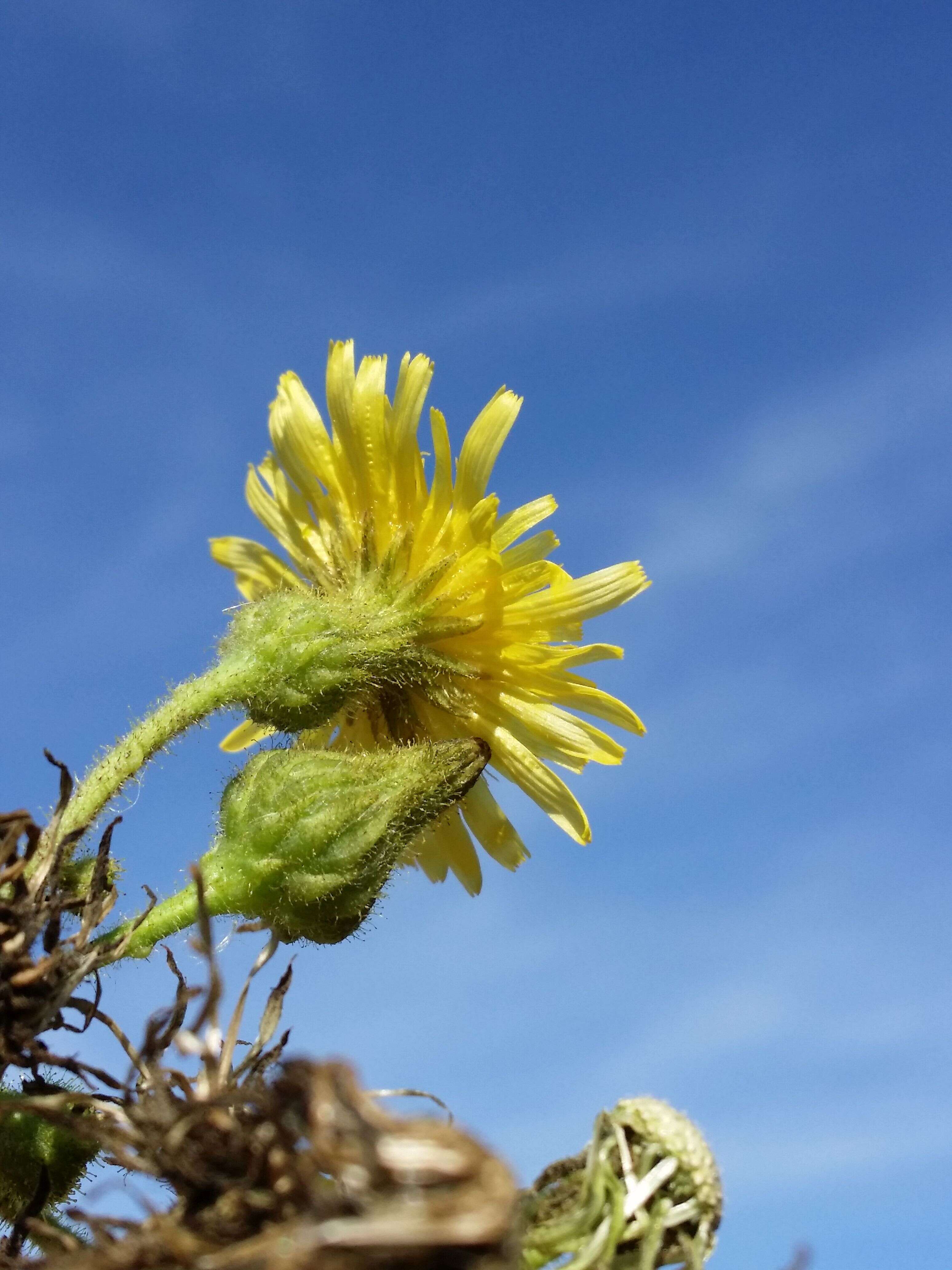 Image of marsh sow-thistle