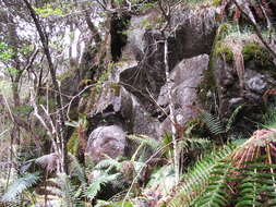 Image of alpine woodfern