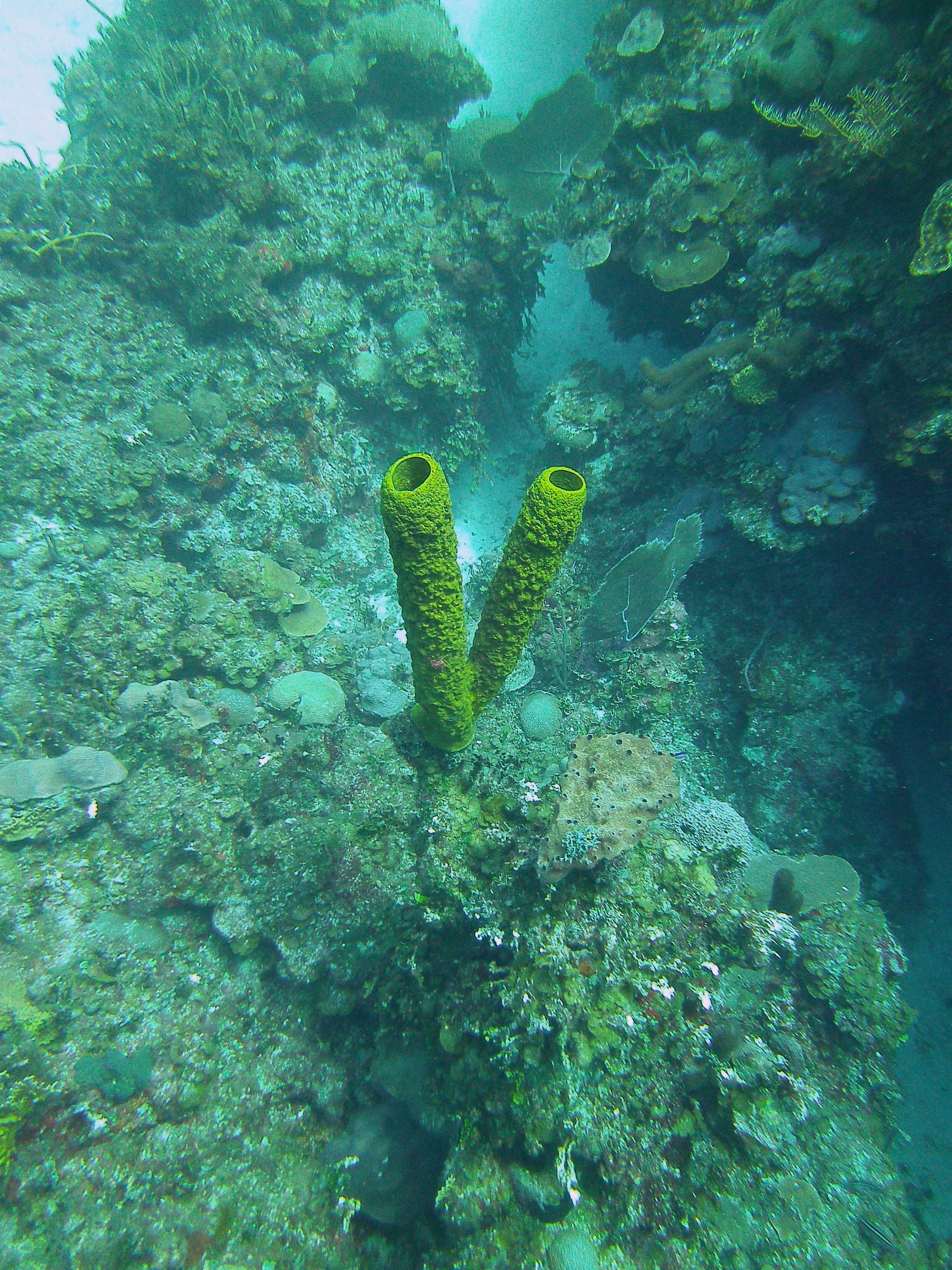 Image of Yellow tube sponge