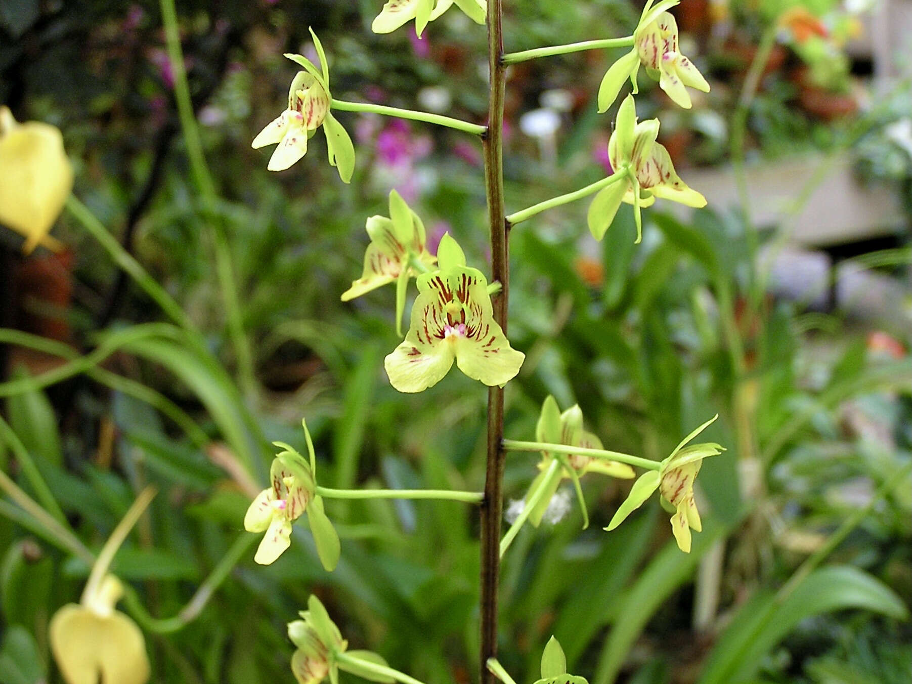 Sivun Eulophia pulchra (Thouars) Lindl. kuva