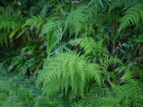 Image of swordfern