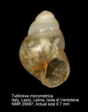 Plancia ëd Tubbreva micrometrica (Aradas & Benoit 1876)