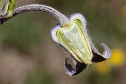 Image of hairy clematis