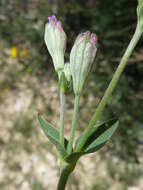 Image of Silene rubella L.