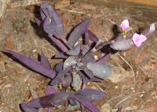 Image of purple heart