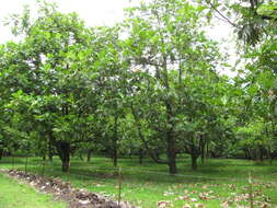 Image of Breadfruit Tree