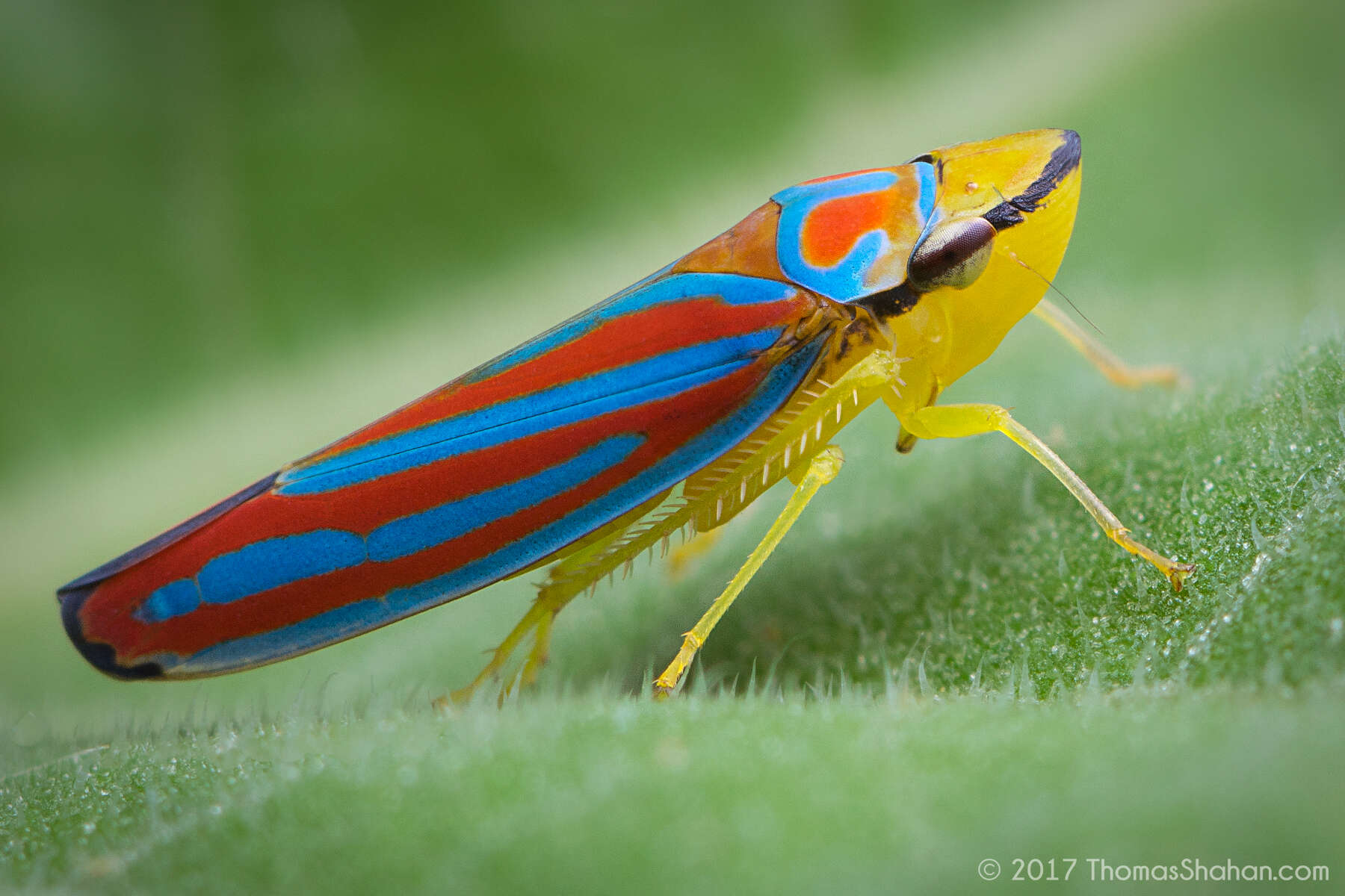 Graphocephala coccinea (Forster & J. R. 1771)的圖片