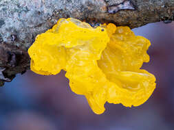 Image of Witches butter