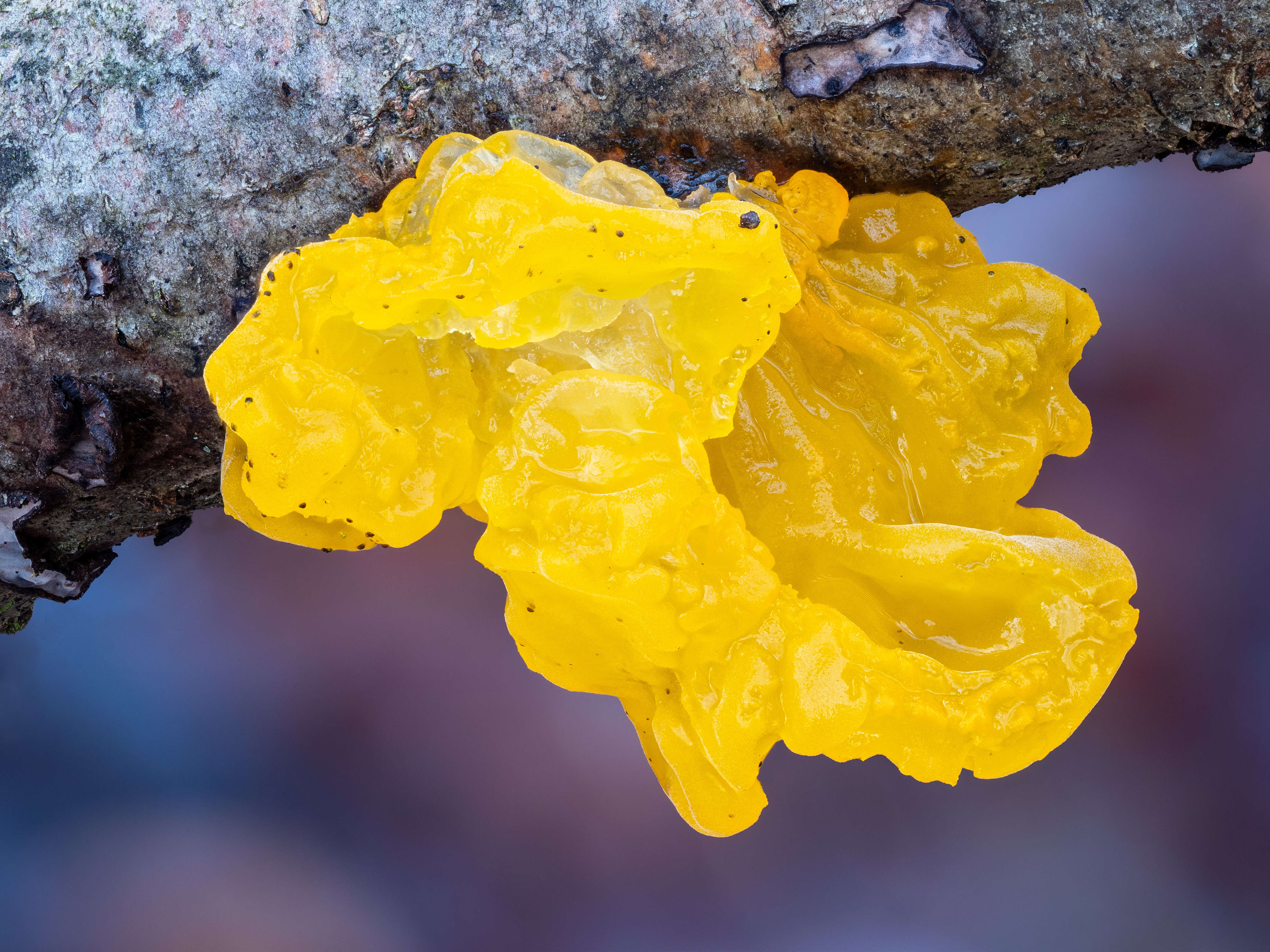 Image of Witches butter