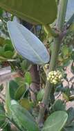 Image de Garcinia subelliptica Merr.