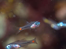 Image of Red-spot cardinalfish