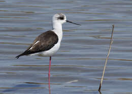 Image of Black-winged Stilt