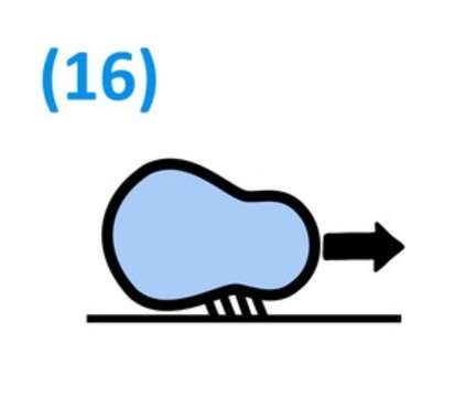 Image of Mycoplasmatales