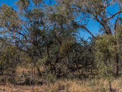 Image of Northern mistletoe