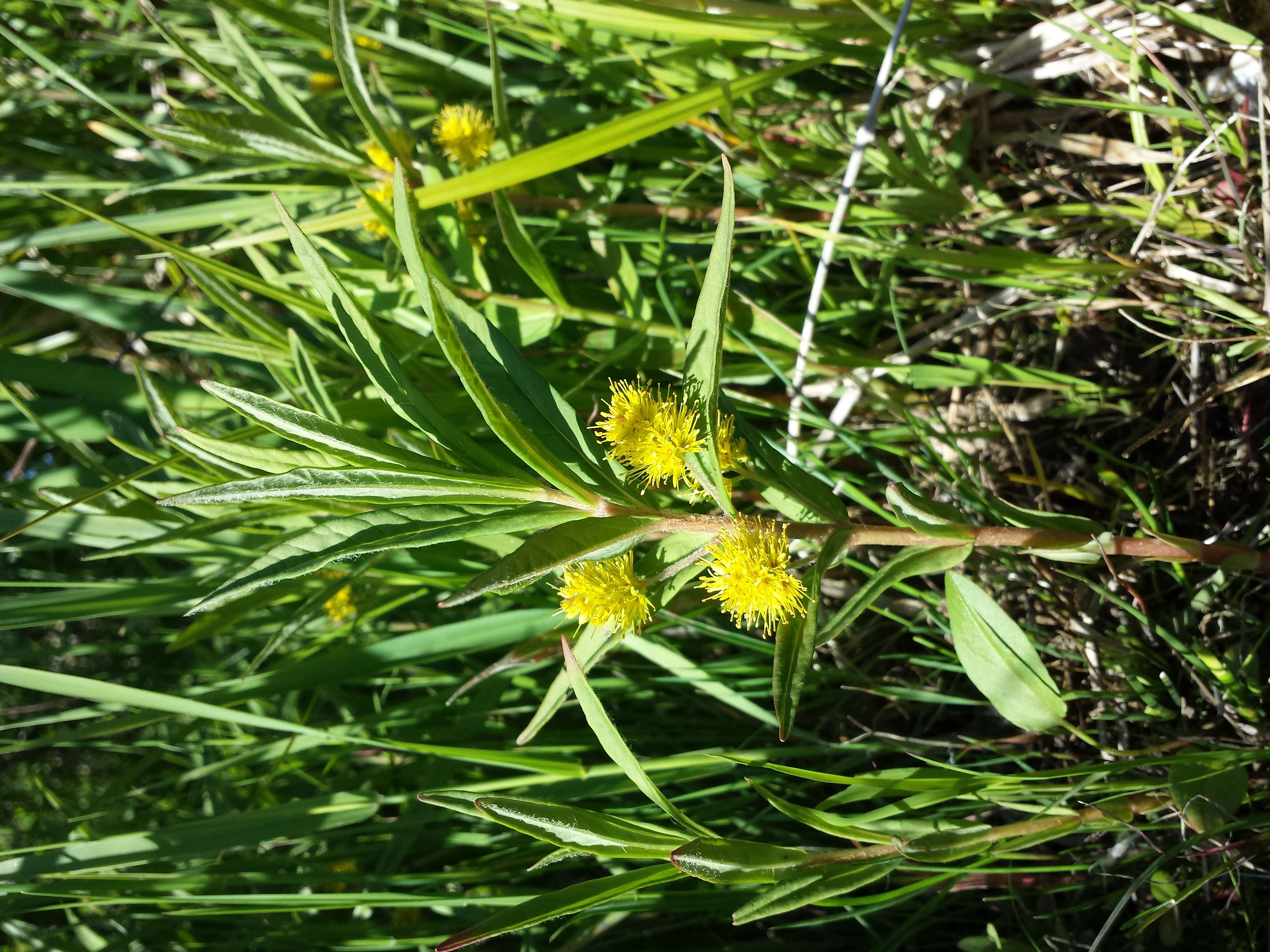 Image of Tufted Loosestrife