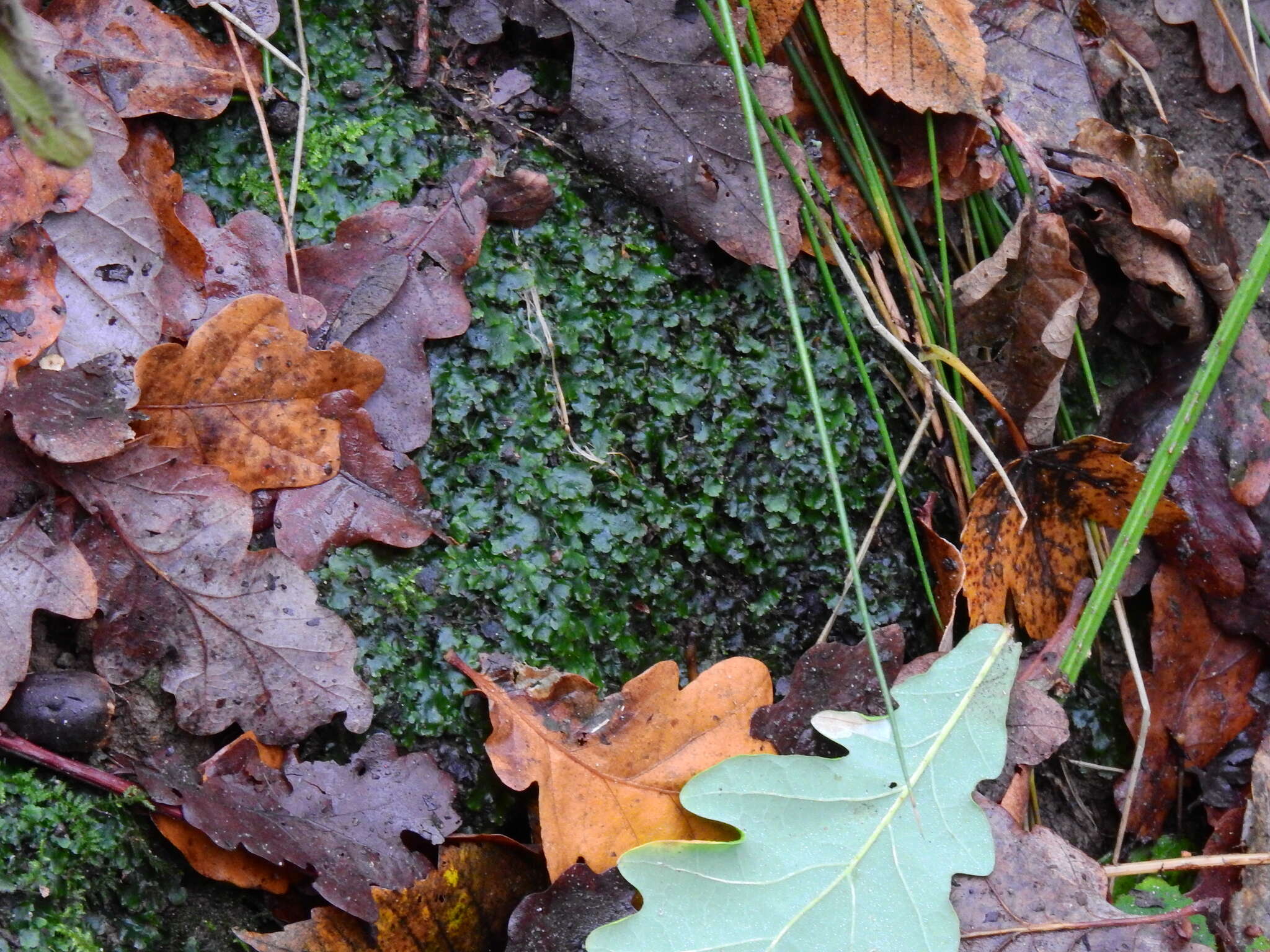 Image of overleaf pellia