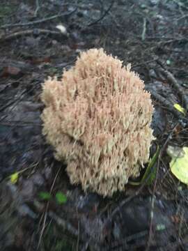 Image de Ramaria stricta (Pers.) Quél. 1888