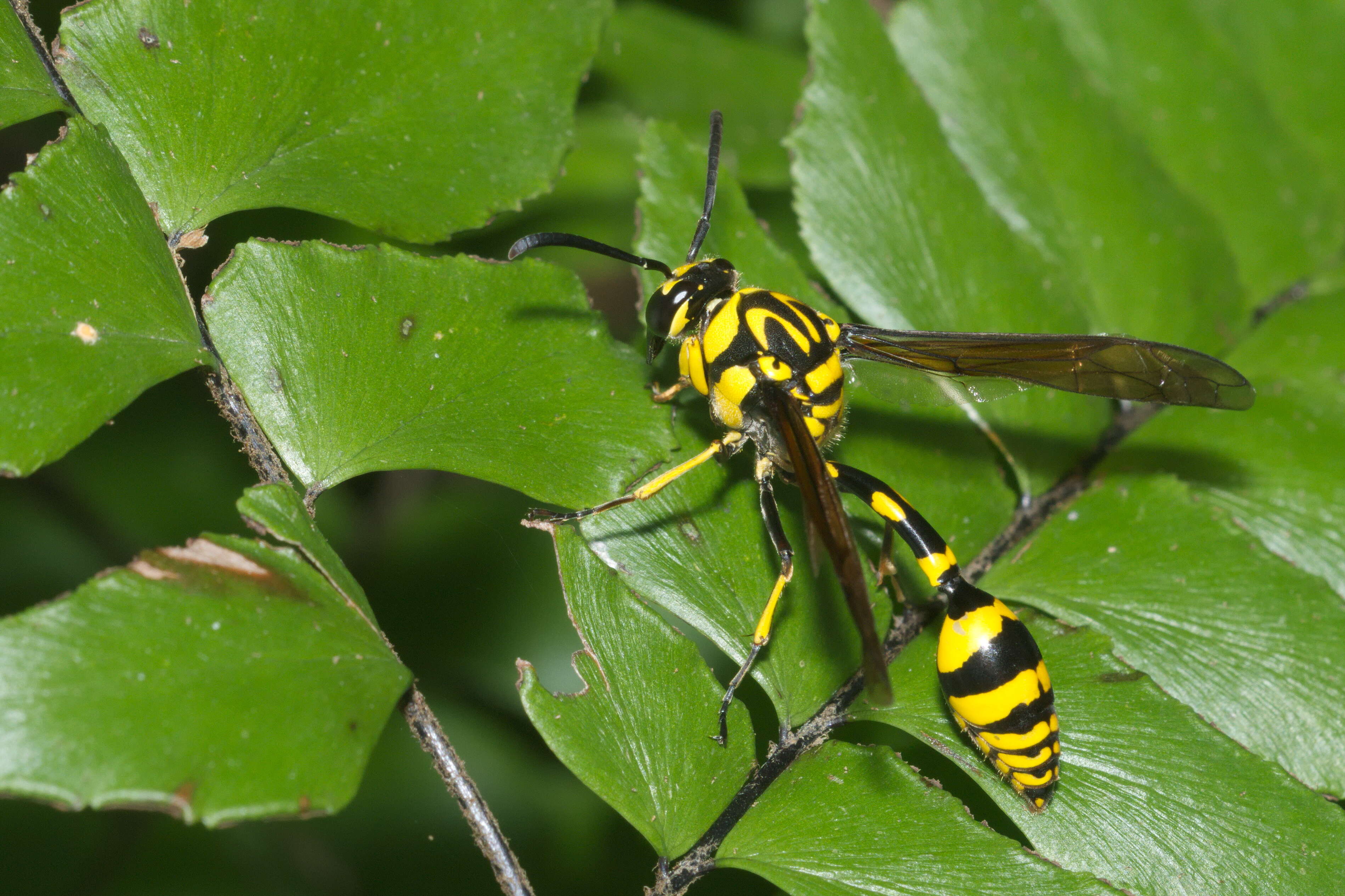 Phimenes flavopictus (Blanchard 1845)的圖片