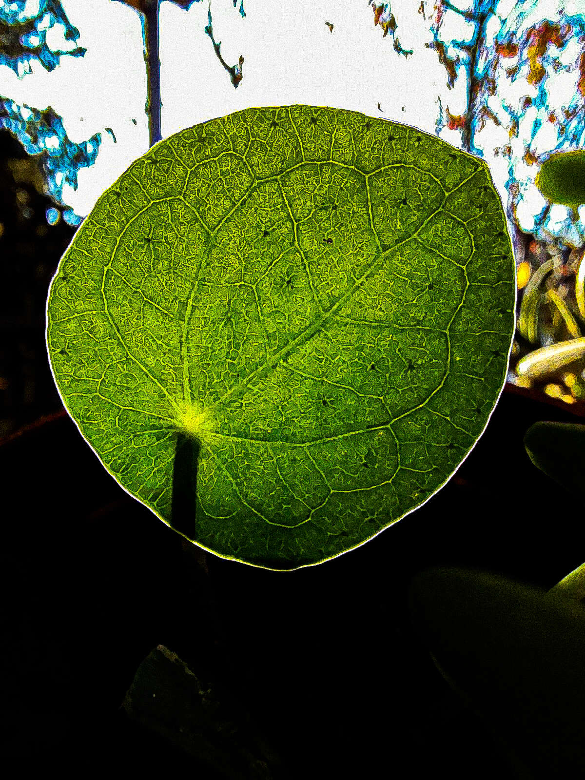 Image of Chinese money plant