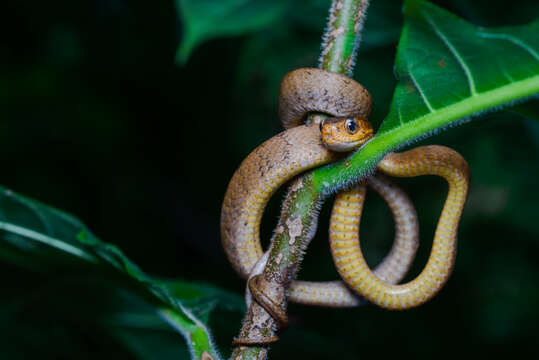 Sivun Pareas carinatus (H. Boie 1828) kuva